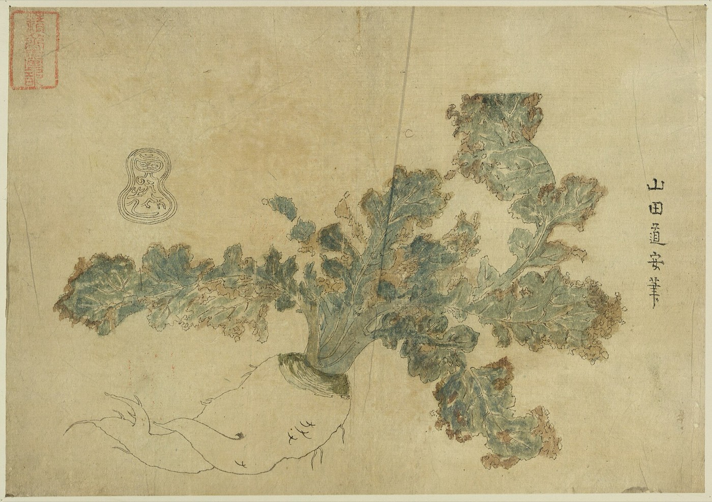 葉付きの大根一本を写生した江戸期の彩色図