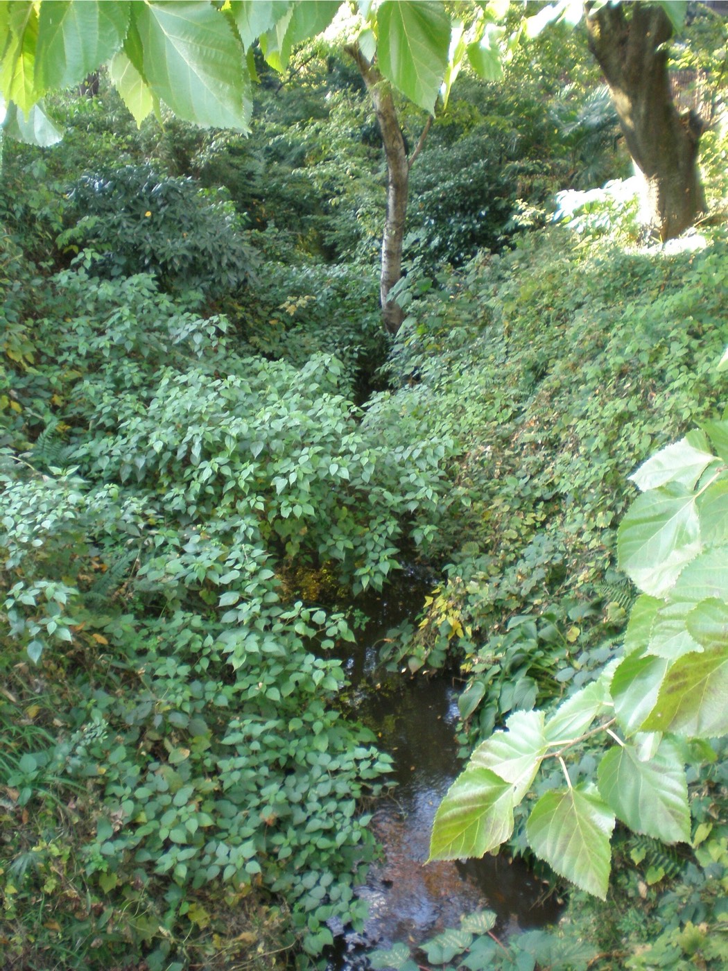 樹木に囲まれた玉川上水の水路を写した現代の写真